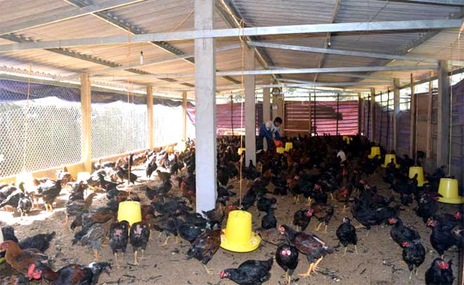 Một mô hình nuôi gà theo hướng tập trung quy mô hàng hóa ở xã Púng Luông.