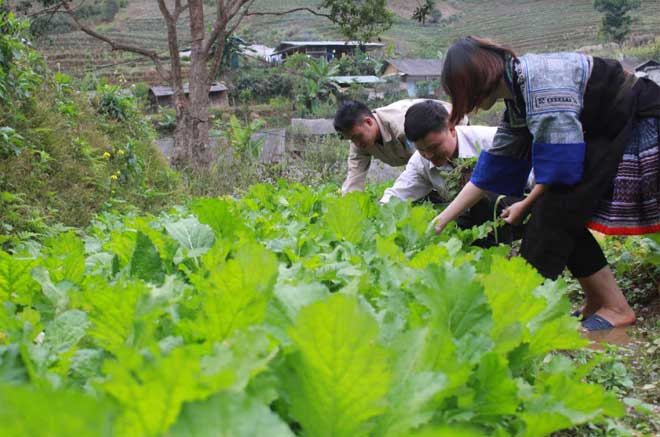 Nông dân Mù Cang Chải đã đầu tư mở rộng quy mô, ứng dụng tiến bộ khoa học - kỹ thuật vào sản xuất rau sạch.