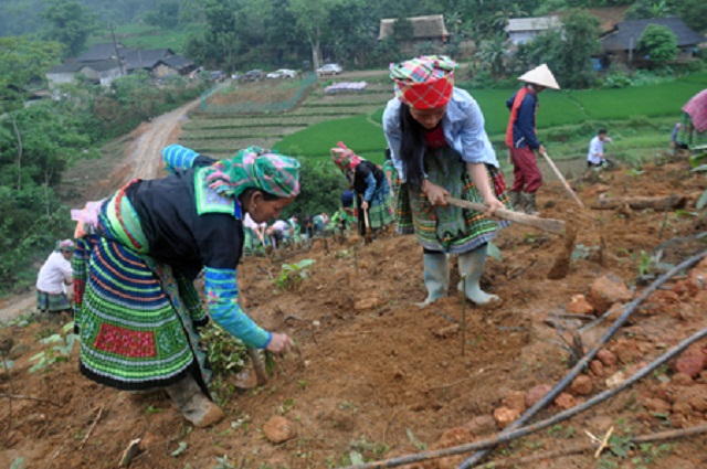Đồng bào xã Hồng Ca trồng cây gáo vàng - cây trồng mới hứa hẹn hiệu quả kinh tế cao.