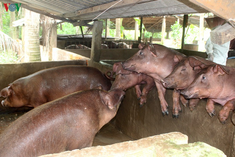 Đẩy mạnh phát triển chăn nuôi gia súc, gia cầm... để bù đắp thịt lợn