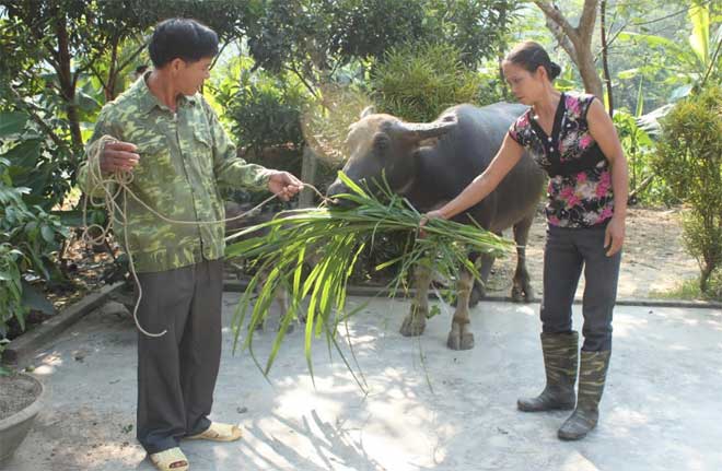 Người dân xã Mai Sơn chỉ thả trâu khi trời nắng ấm.
