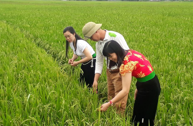 Phụ nữ thị xã Nghĩa Lộ tích cực áp dụng khoa học, kỹ thuật vào sản xuất nông nghiệp, nâng cao đời sống.