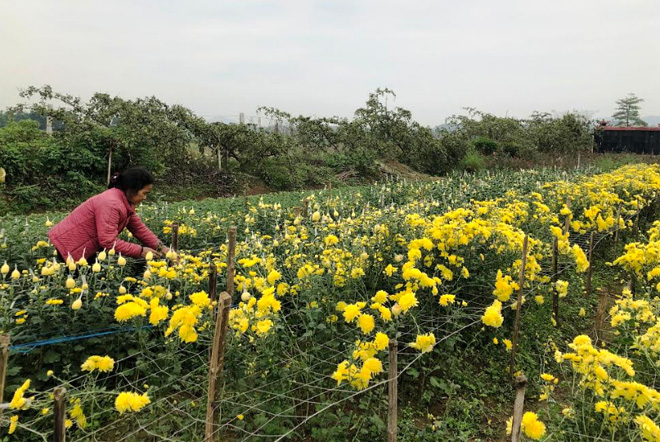 Nhiều hộ dân ở xã Tuy Lộc đã buộc phải thu hoạch hoa cúc sớm trước cả tháng so với dự tính.