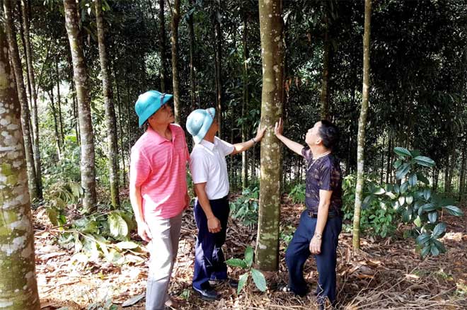 Hiện nay, toàn xã An Lương có trên 2.000 ha quế.
