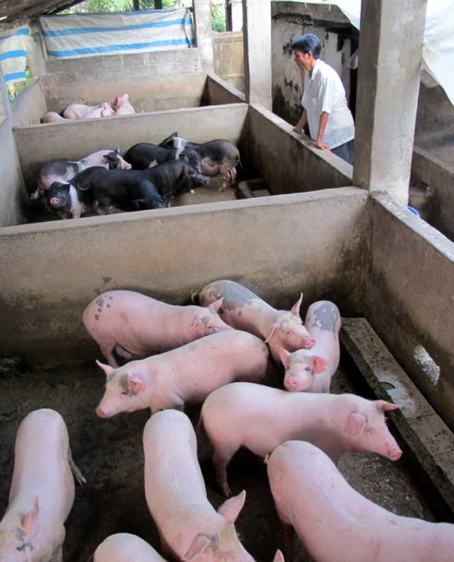 Chăn nuôi lợn hàng hóa ở xã Nghĩa An.