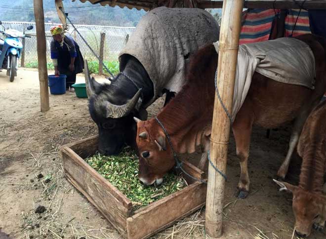 Người dân huyện Mù Cang Chải đưa trâu, bò về nuôi nhốt để tiện chăm sóc.