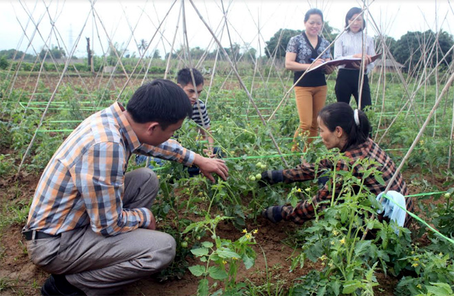 Người dân xã Phù Nham, huyện Văn Chấn trồng cà chua theo tiêu chuẩn VietGAP, nâng cao giá trị kinh tế trên diện tích đất canh tác.