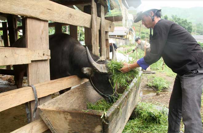 Người chăn nuôi cần chủ động dự trữ thức ăn cho đàn gia súc trong thời tiết giá lạnh.