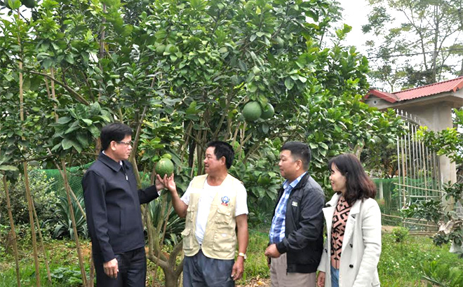 Mô hình Dân vận khéo trong phát triển kinh tế của ông Lò Văn Ngọc (thứ hai, bên trái) ở thôn 5 xã Phù Nham mang lại hiệu quả cao.