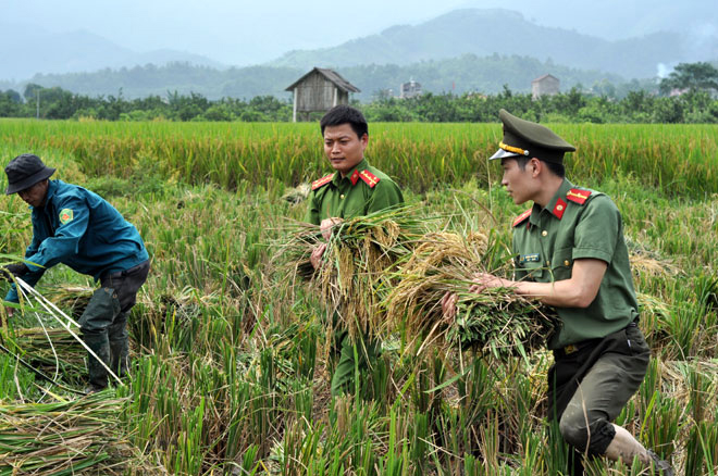 Đoàn viên thanh niên Công an huyện Trấn Yên giúp dân gặt lúa tại xã Hồng Ca.