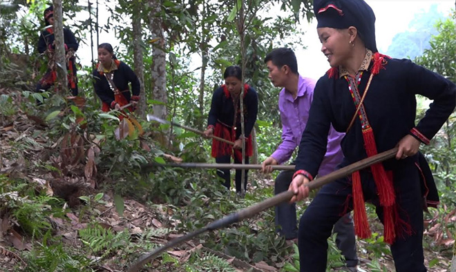 Người dân xã Nậm Lành chăm sóc cây quế.