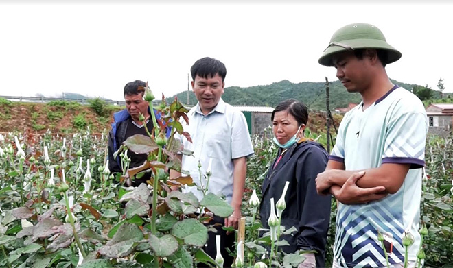 Đồng chí Lê Trọng Khang - Chủ tịch UBND huyện Mù Cang Chải kiểm tra mô hình trồng hoa hồng tại xã Nậm Khắt.