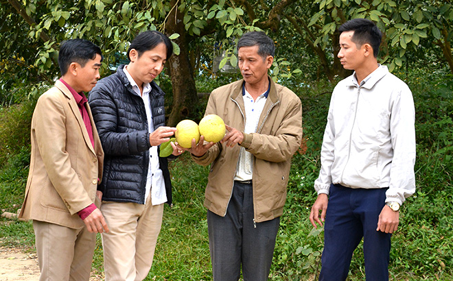 Anh Tô Văn Hữu ở thôn Hồng Quân, xã Hán Đà giới thiệu sản phẩm bưởi hữu cơ với cán bộ Phòng Nông nghiệp - Phát triển nông thôn huyện Yên Bình và xã Hán Đà.