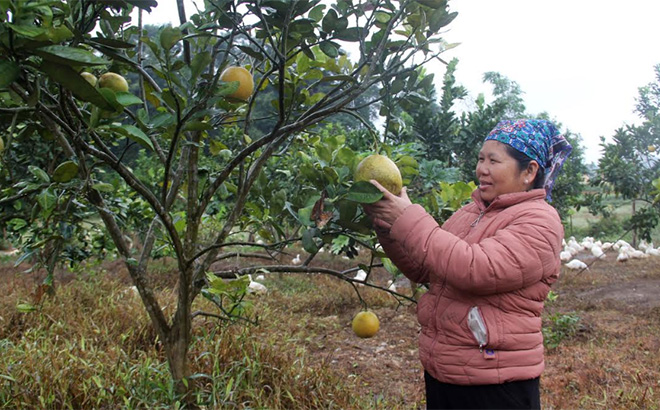 Nhờ được vay vốn và hướng dẫn phát triển kinh tế, gia đình bà Hà Thị Kim Dung đã thoát nghèo.