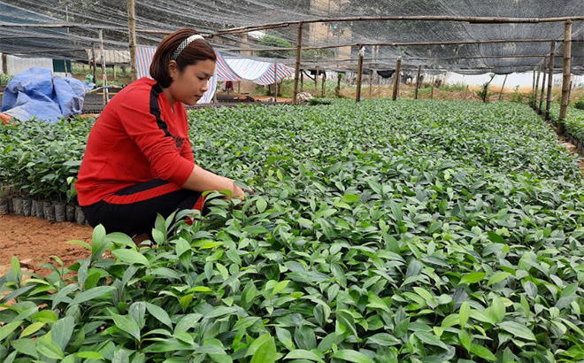 Nông dân xã Đại Đồng sản xuất, cung ứng  giống cây lâm nghiệp.