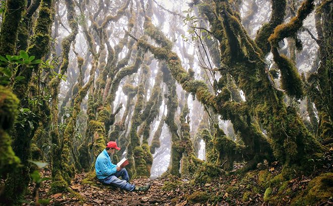 Vẻ đẹp của khu rừng hoang sơ trên đỉnh Tà Chì Nhù, xã Xà Hồ (Ảnh: VT).