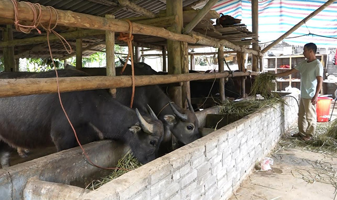 Một mô hình nuôi trâu quy mô 10 con trở lên của nông dân Văn Yên.