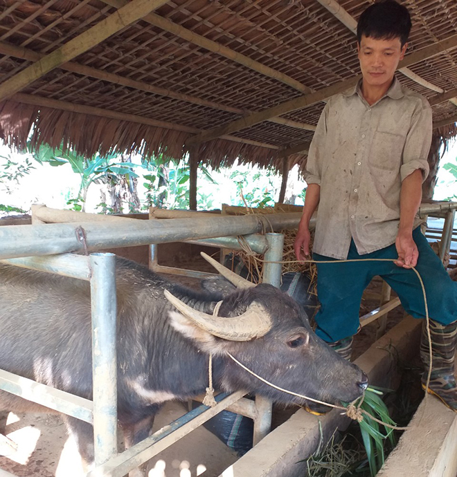 Nông dân xã Tân Phượng chủ động nuôi nhốt và bổ sung thức ăn cho đàn gia súc trong những ngày nhiệt độ xuống thấp.