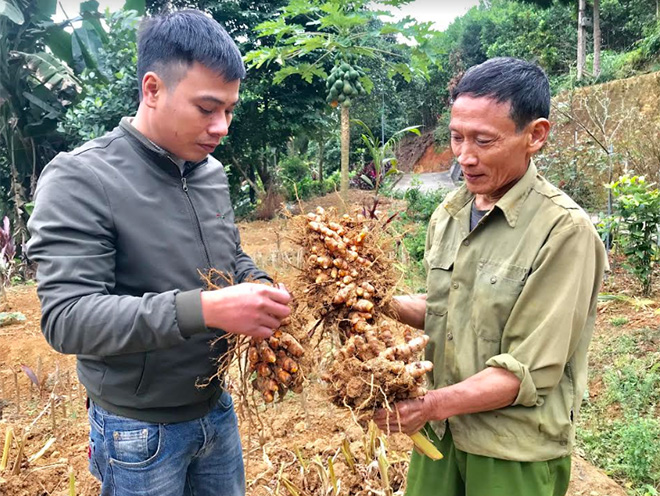 Ông Tạ Văn Túc, thôn Trấn Ninh, xã Tân Thịnh và cán bộ Hội Nông dân xã kiểm tra chất lượng nghệ sau khi thu hoạch.