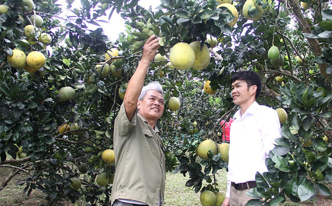 Thương binh Nguyễn Văn Đoàn chia sẻ kinh nghiệm trồng bưởi với lãnh đạo xã Vũ Linh.