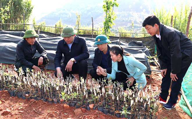 Lãnh đạo huyện Mù Cang Chải kiểm tra vườn ươm cây sơn tra tại xã Lao Chải.