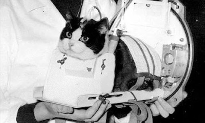 Félicette được đặt vào khung cố định trước chuyến bay vào không gian ngày 18/10/1963.