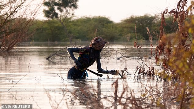 Một phụ nữ Nam Sudan lội nước tìm củi tại Rubkona.