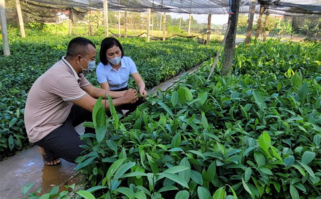 Năm 2021, gia đình anh Nguyễn Đức Hiển ở thôn Đồng Trạng, xã Báo Đáp, thu nhập khoảng 200 - 300 triệu đồng từ vườn ươm quế giống.