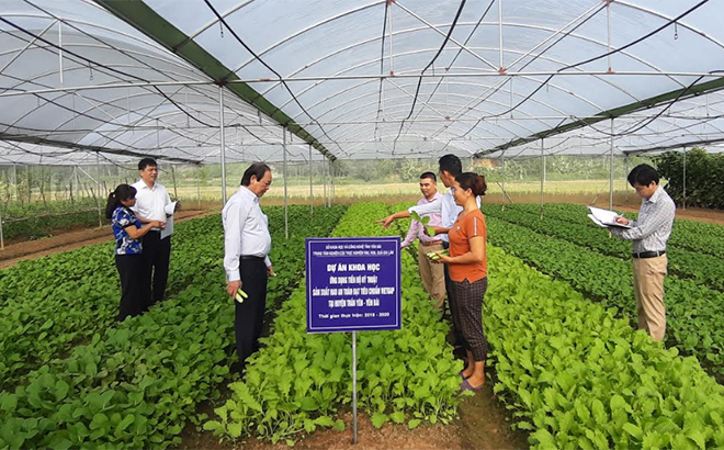 Mô hình sản xuất rau an toàn theo tiêu chuẩn VietGAP tại huyện Trấn Yên.