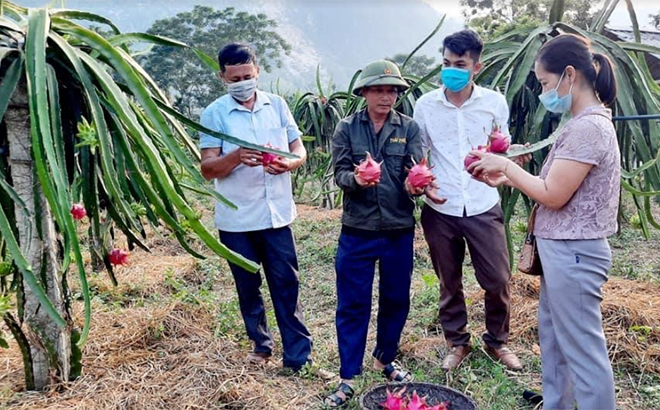 Mô hình trồng thanh long mang lại hiệu quả kinh tế của nông dân xã Yên Thắng, huyện Lục Yên.