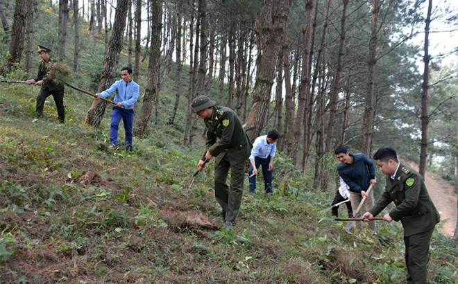 Kiểm lâm huyện Trạm Tấu tham gia làm đường băng cản lửa PCCCR tại khu rừng phòng hộ ở xã Bản Công.
