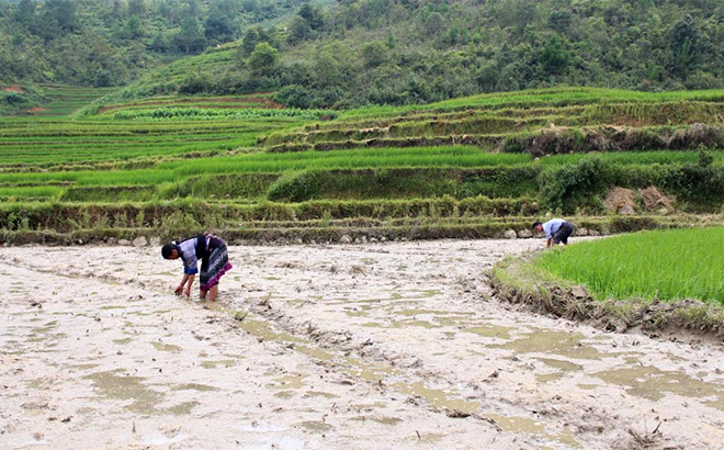 Nông dân huyện Mù Cang Chải chuẩn bị gieo cấy lúa xuân.