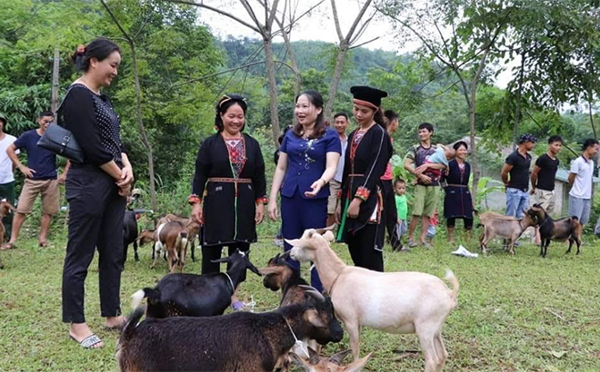 Đồng bào dân tộc thiểu số huyện Yên Bình được hỗ trợ dê giống để phát triển kinh tế.