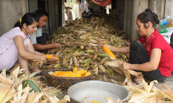 Nông dân huyện Lục Yên thu hoạch ngô để dự trữ bổ sung thức ăn cho trâu, bò trong những ngày giá rét.