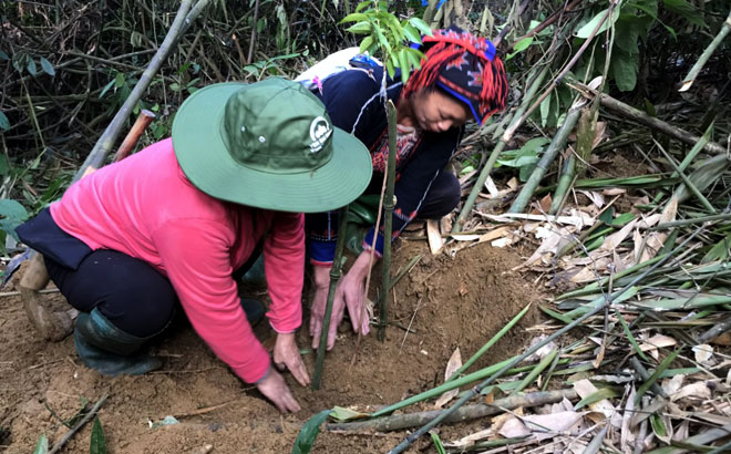 Leaders of the provincial Farmers’ Union plant trees in Tan Phong village, Tan Nguyen commune.