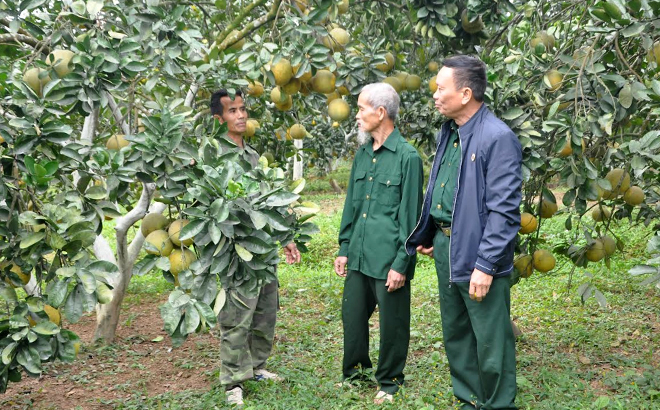 Mô hình trồng cây ăn quả mang lại hiệu quả kinh tế của hội viên cựu chiến binh xã Y Can, huyện Trấn Yên.