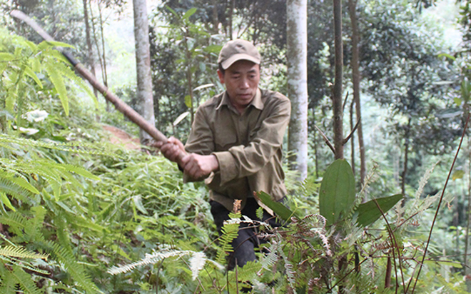 Người dân huyện Văn Chấn làm đường băng cản lửa bảo vệ rừng.
