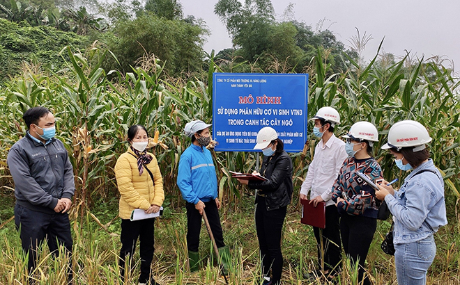 Đại diện cơ sở sản xuất phân bón hữu cơ vi sinh VTN3 đánh giá kết quả triển khai thực hiện trên cây ngô tại xã Cát Thịnh, huyện Văn Chấn.