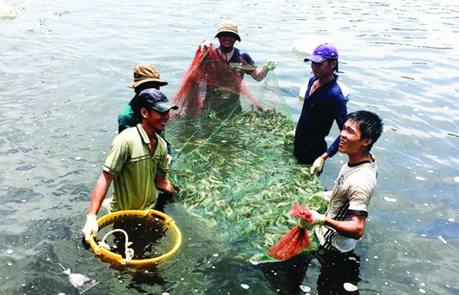 Thu hoạch tôm tại xã Lý Nhơn, huyện Cần Giờ, TPHCM