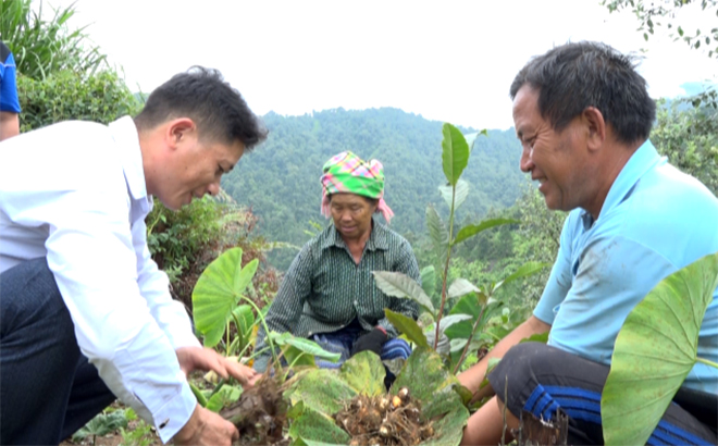 Nhờ tích cực ứng dụng tiến bộ KHKT, sản phẩm khoai sọ nương của huyện Trạm Tấu đã xây dựng được thương hiệu trên thị trường. Trong ảnh: Nông dân huyện Trạm Tấu thu hoạch khoai sọ.