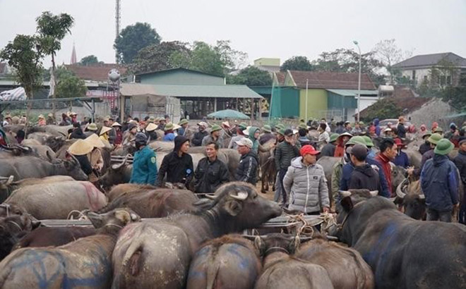 Trâu bò ngoại tuồn vào Việt Nam gây nguy cơ lây nhiễm dịch bệnh, giá trâu bò nội rớt sâu