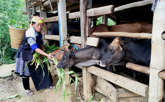 Nhờ nguồn vốn vay ưu đãi, người dân ở xã Lao Chải đã tập trung đầu tư chăn nuôi gia súc hiệu quả.