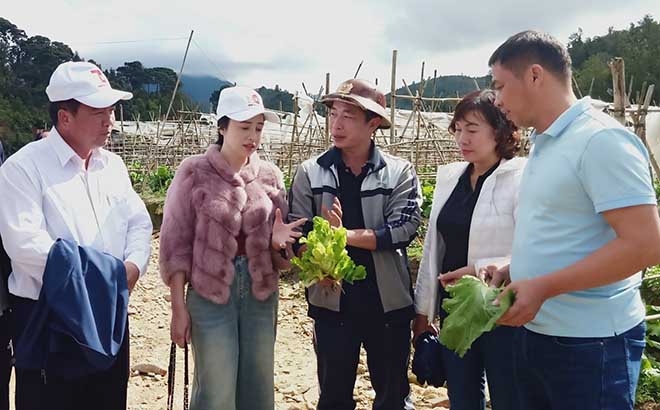 Lãnh đạo huyện Mù Cang Chải tham quan mô hình trồng rau ở xã Nậm Khắt.