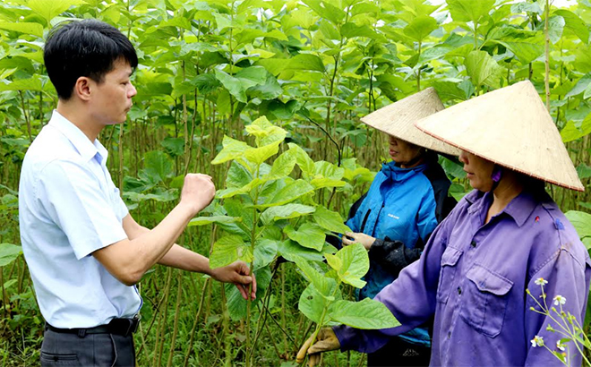 Bao Dap commune officials inspect the production and collection of strawberry leaves in Dong Sam village.