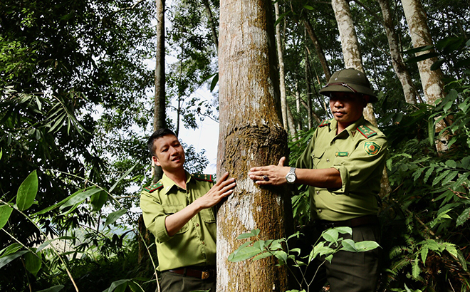The development of large timber forests has raised the income of forest growers by more than two folds compared to the cultivation of paper materials.