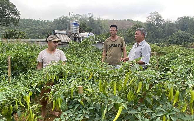 Được vay vốn ưu đãi, ông Nguyễn Mạnh Thương ở thôn Kiến Rịa, xã Bình Thuận, huyện Văn Chấn trồng ớt hàng hóa đã vươn lên thoát nghèo.