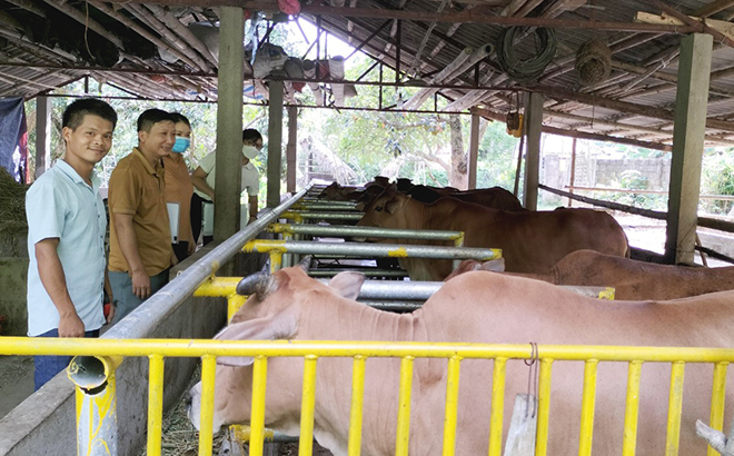 Mô hình chăn nuôi bò quy mô 10 con/lứa trở lên của ông Mông Văn Tiềm, thôn Làng Phạ, xã Yên Thắng hàng năm cho thu nhập trên 60 triệu đồng.