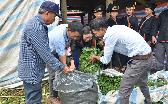 Cán bộ Trung tâm Dịch vụ Hỗ trợ phát triển nông nghiệp huyện Văn Yên hướng dẫn nhân dân xã Viễn Sơn ủ thức ăn xanh cho trâu, bò.