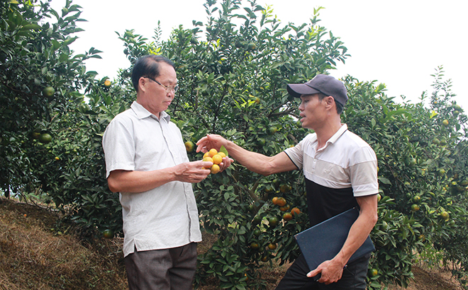 Thành viên HTX Trồng cây ăn quả và Dịch vụ tổng hợp Bình Thuận kiểm tra chất lượng sản phẩm cam trước khi thu hoạch.