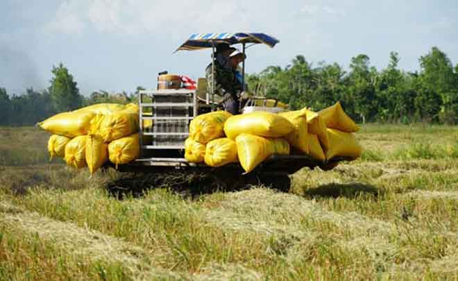 Nông dân thu hoạch lúa tại ĐBSCL.